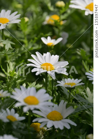 Chrysanthemum, North Pole (Chrysanthemum) 135897447