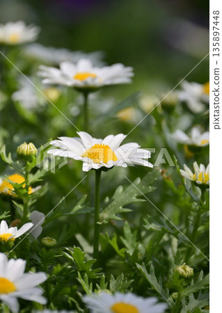 Chrysanthemum, North Pole (Chrysanthemum) 135897448