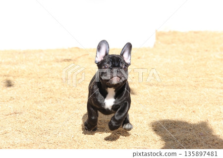 法國鬥牛犬 135897481