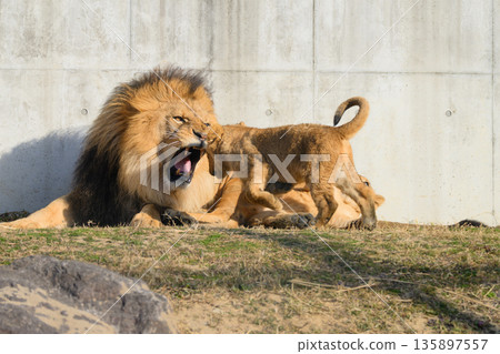 Lion father scolding his naughty son Lion father scolding his naughty son 135897557