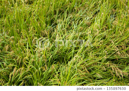 A field with fallen rice A field with fallen rice 135897630