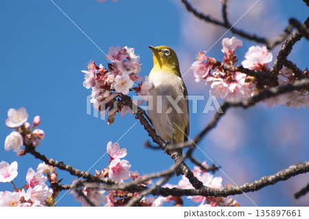 Atami Sakura and White-eye 2 Atami Sakura and White-eye 2 135897661