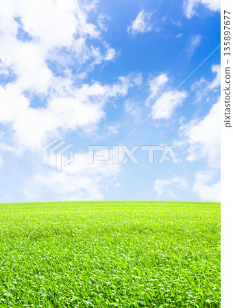 綠色草原和藍天 135897677