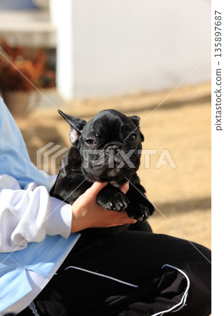 French bulldog French bulldog 135897687