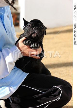 French bulldog French bulldog 135897689