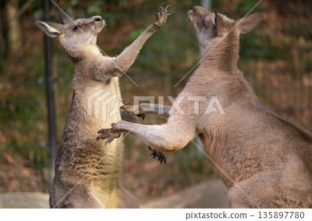 「等等,如果我們談談,就能明白了,」小袋鼠說。但是大袋鼠說,沒必要問問題。 「等等,如果我們談談,就能明白了,」小袋鼠說。但是大袋鼠說,沒必要問問題。 135897780