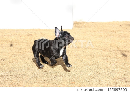 法國鬥牛犬 法國鬥牛犬 135897803