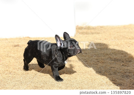 French bulldog French bulldog 135897820