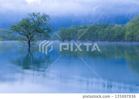 白川湖被淹沒的森林 135897836