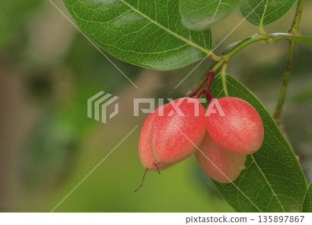 Karonda or carunda fruit on the tree 135897867