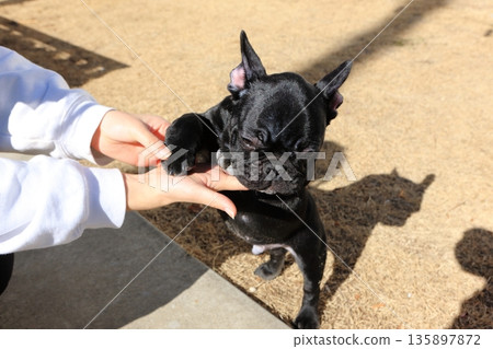 法國鬥牛犬 135897872