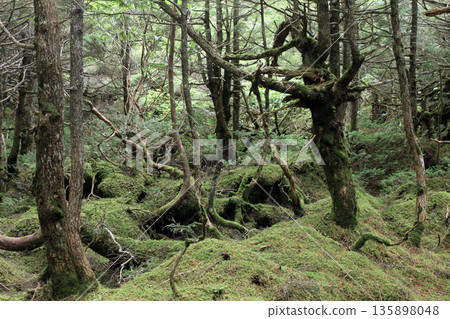 Shirakome Pond, Moss and Primeval Forest 135898048