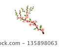 Cherry Blossom Branch Vector Illustration 135898063