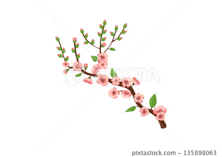 Cherry Blossom Branch Vector Illustration 135898063