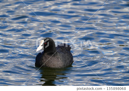 哦範 哦範 135898068