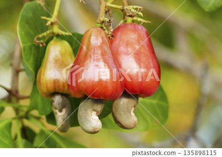 Ripe red cashew nut fruits growing on tree Ripe red cashew nut fruits growing on tree 135898115