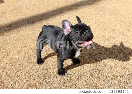 法國鬥牛犬 法國鬥牛犬 135898141