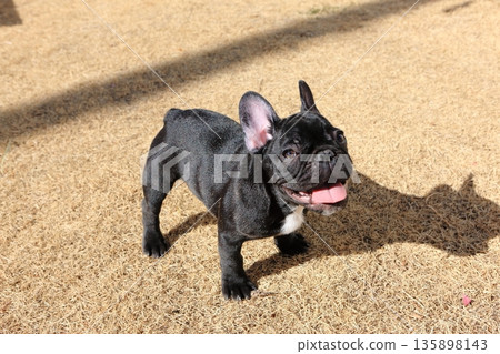 French bulldog 135898143