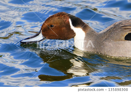 Pintail Pintail 135898308
