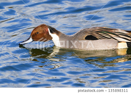 Pintail Pintail 135898311