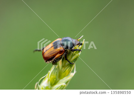 Beetle pest of grain crops, Kuzka, sits on a ripe ear of wheat 135898550