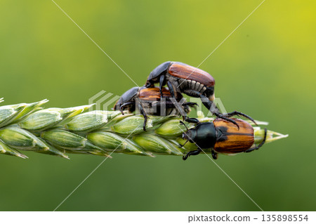 Beetle pest of grain crops, Kuzka, sits on a ripe ear of wheat Beetle pest of grain crops, Kuzka, sits on a ripe ear of wheat 135898554