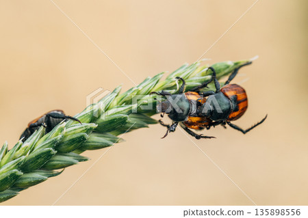 Beetle pest of grain crops, Kuzka, sits on a ripe ear of wheat Beetle pest of grain crops, Kuzka, sits on a ripe ear of wheat 135898556
