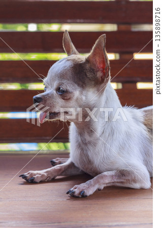 Chihuahua dog sitting on wood chair Chihuahua dog sitting on wood chair 135898716