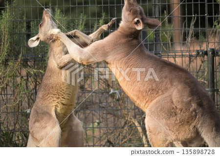The idea that choking is illegal does not exist in the world of kangaroos. 135898728