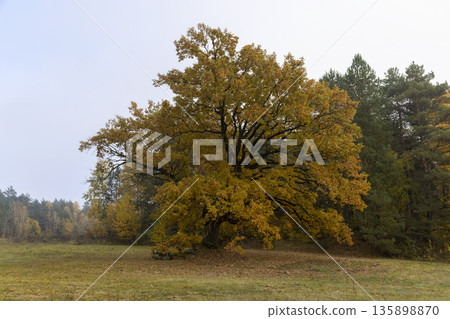 beautiful yellow and orange foliage of an oak tree growing in the field during the autumn season, mid-autumn before leaf fall beautiful yellow and orange foliage of an oak tree growing in the field during the autumn season, mid-autumn before leaf fall 135898870