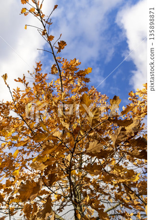 red autumn oak against the sky with clouds in early November, beautiful rusty oak foliage in the autumn season in sunny weather 135898871
