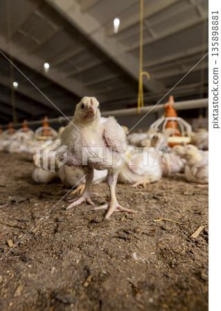 chickens in a large industrial enterprise in the field of poultry , fat young broiler chickens are fattened to ensure the meat industry 135898881