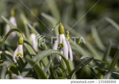 the last flowers of white snowdrops in the spring , the last wild flowers of snowdrops at the time of blooming and drying in nature 135898900