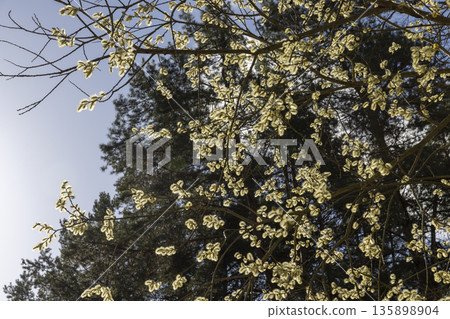 a flowering willow tree with flowers in the spring season in sunny weather, a willow tree with lots of lush yellow fluffy flowers in the sunshine in the spring season a flowering willow tree with flowers in the spring season in sunny weather, a willow tree with lots of lush yellow fluffy flowers in the sunshine in the spring season 135898904