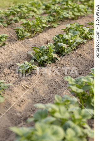 green potatoes growing in a field, dry summer weather with dry soil, the need for care and watering of green potatoes green potatoes growing in a field, dry summer weather with dry soil, the need for care and watering of green potatoes 135898918