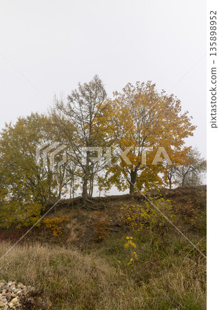 deciduous trees growing on a hill with yellowed leaves in autumn, cloudy, sad weather with a gray sky, thick fog in October deciduous trees growing on a hill with yellowed leaves in autumn, cloudy, sad weather with a gray sky, thick fog in October 135898952