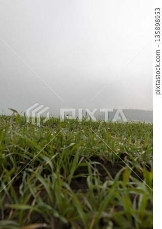 green winter wheat in the middle of autumn with thick fog, agricultural field with green wheat sprouts in cloudy weather without bright sunlight green winter wheat in the middle of autumn with thick fog, agricultural field with green wheat sprouts in cloudy weather without bright sunlight 135898953
