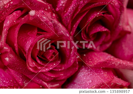 beautiful red roses in drops of water in a large bouquet lying on top of each other, several wet red fresh roses for arranging bouquets beautiful red roses in drops of water in a large bouquet lying on top of each other, several wet red fresh roses for arranging bouquets 135898957