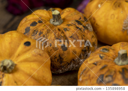 small yellow pumpkins completely covered with harmful mold, spoiled pumpkins that have begun to rot and become covered with mold small yellow pumpkins completely covered with harmful mold, spoiled pumpkins that have begun to rot and become covered with mold 135898958