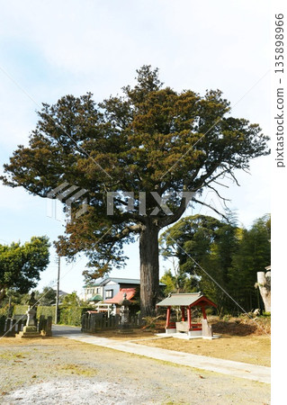 [Asahi City, Asahi City Designated Natural Monument, the Guardian of Eastern Province Development, Matsuzawa Kumano Shrine's Giant Cedar] 135898966