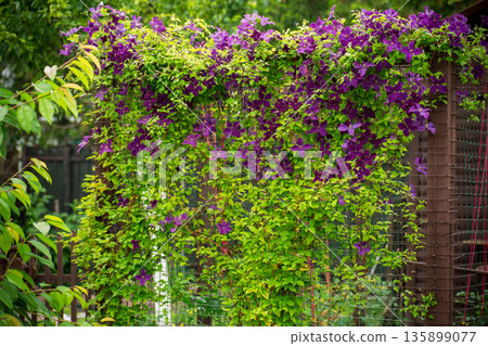 Fresh green foliage and purple clematis flowers Fresh green foliage and purple clematis flowers 135899077
