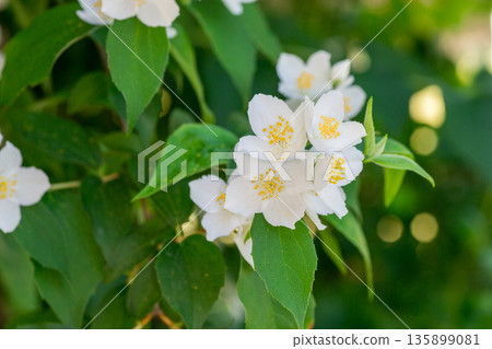 White jasmine flowers blooming in lush green garden White jasmine flowers blooming in lush green garden 135899081