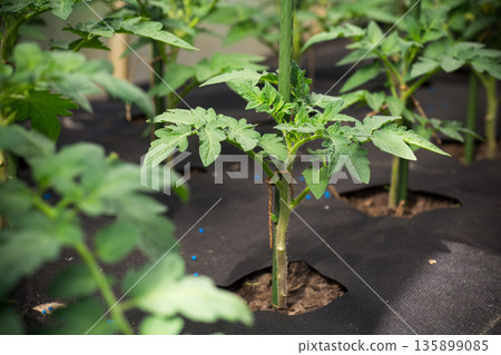 Young tomato plants growing in modern greenhouse farming Young tomato plants growing in modern greenhouse farming 135899085