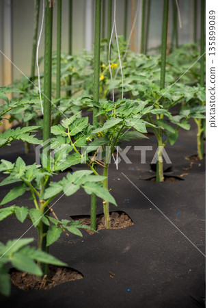 Sustainable agriculture concept with tomato plants in greenhouse Sustainable agriculture concept with tomato plants in greenhouse 135899089