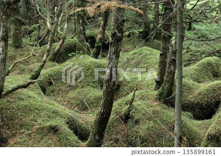 白米池、苔蘚與原始森林 白米池、苔蘚與原始森林 135899161