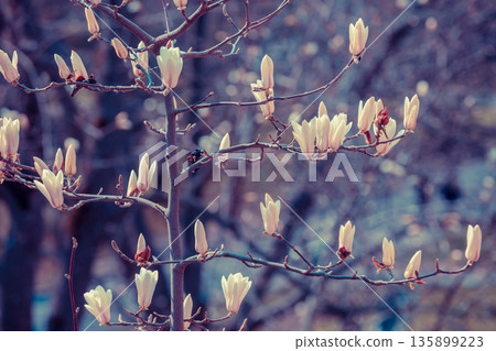 Blooming magnolia stellata tree in spring garden Blooming magnolia stellata tree in spring garden 135899223