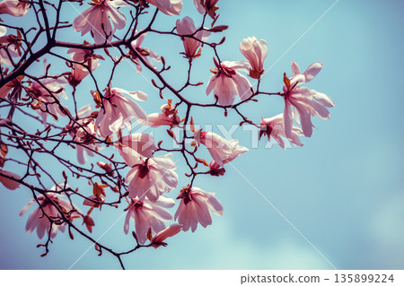 Blooming magnolia stellata tree branches against blue sky 135899224