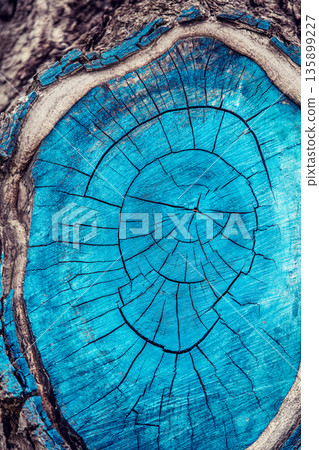 cut of an old pine tree painted with blue paint cut of an old pine tree painted with blue paint 135899227