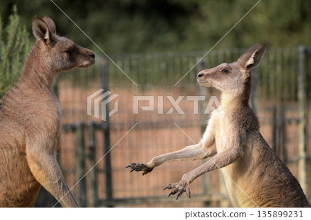 小袋鼠說：「讓我們和平解決這個問題吧。」可是大袋鼠卻不肯聽。 135899231