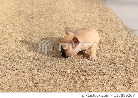 法國鬥牛犬 135899267